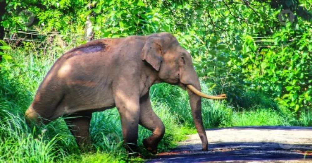 വടക്കനാടുകാർക്ക് ആശ്വാസം! മുട്ടിക്കൊമ്പനെ മയക്കുവെടി വെച്ചു