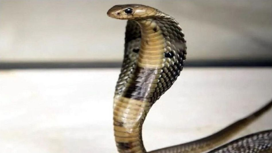 സംസ്ഥാനത്ത് പാമ്പുകടിയേറ്റ് വീണ്ടും മരണം; കണ്ണൂരിൽ വൃദ്ധ മരിച്ചു