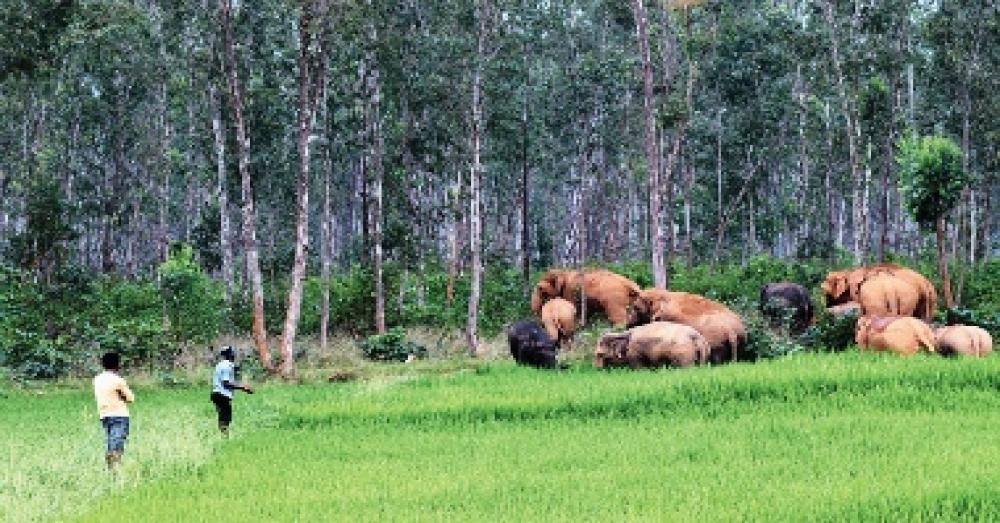 വന്യജീവികൾ വിള നശിപ്പിച്ചാൽ ഇനി നഷ്ടപരിഹാരം ഇരട്ടി; തേങ്ങയും അടയ്ക്കയും നശിപ്പിച്ചാലും ധനസഹായം
