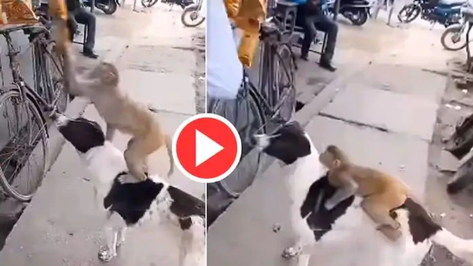 viral video watch monkey climbs on dog for stealing chips packet goes trending | നായയുടെ പുറത്ത് കിടന്ന് ചിപ്പ്സ് അടിച്ച് മാറ്റുന്ന കുരങ്ങൻ, വൈറൽ വീഡിയോ
