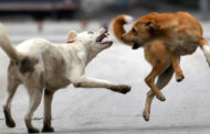 തൃശൂർ റെയിൽവേ സ്റ്റേഷനിൽ നായ്ക്കൾ ആക്രമിച്ചത് മൂന്നുപേരെ | The dogs attacked three people at the Thrissur railway station
