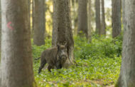 Wild Boar Culling: കാട്ടുപന്നിയെ കൊല്ലാൻ സംസ്ഥാനങ്ങൾക്ക് അധികാരമുണ്ട്: കേന്ദ്രം - center government about wild boar culling