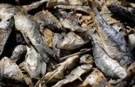 ആറ്​ മാസത്തിനുള്ളിൽ സംസ്ഥാനത്ത്​ നശിപ്പിച്ചത്​ 17,283 കിലോ മത്സ്യം | In six months, 17,283 kg of rotten fish was destroyed in the state